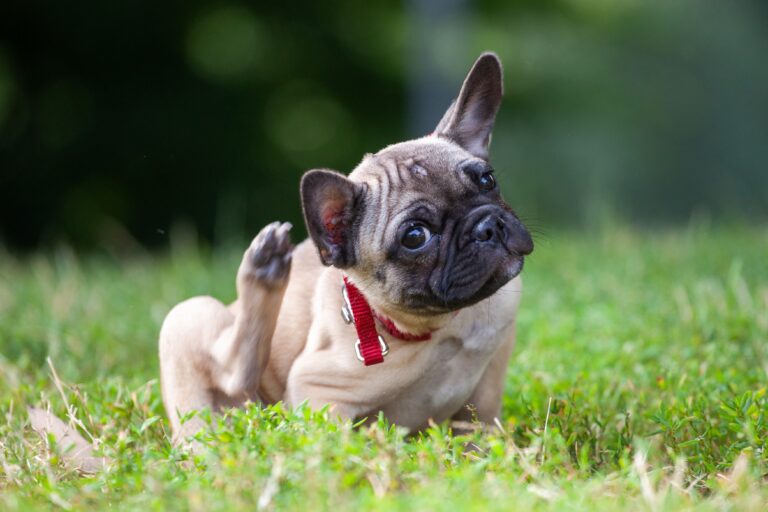Is Your Dog Licking Constantly? It Could Be Allergies