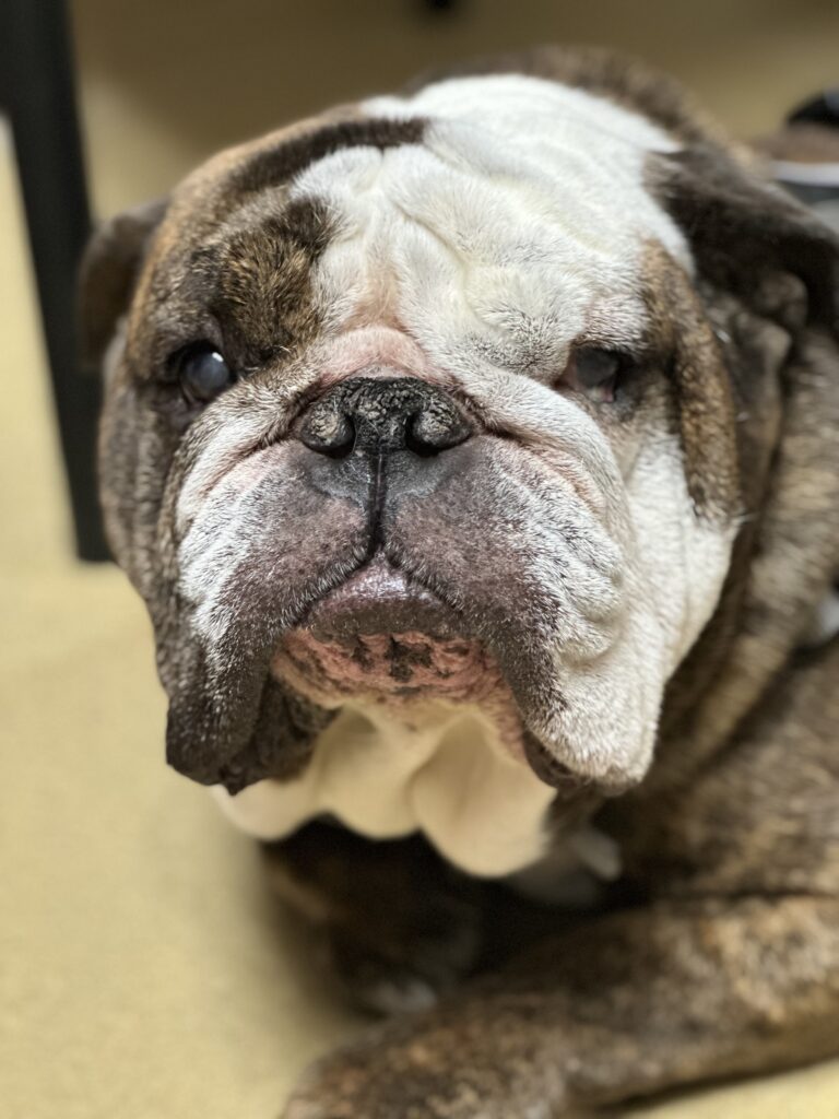 Why REM Sleep Is Important for Dogs in Wentzville and Troy, Missouri