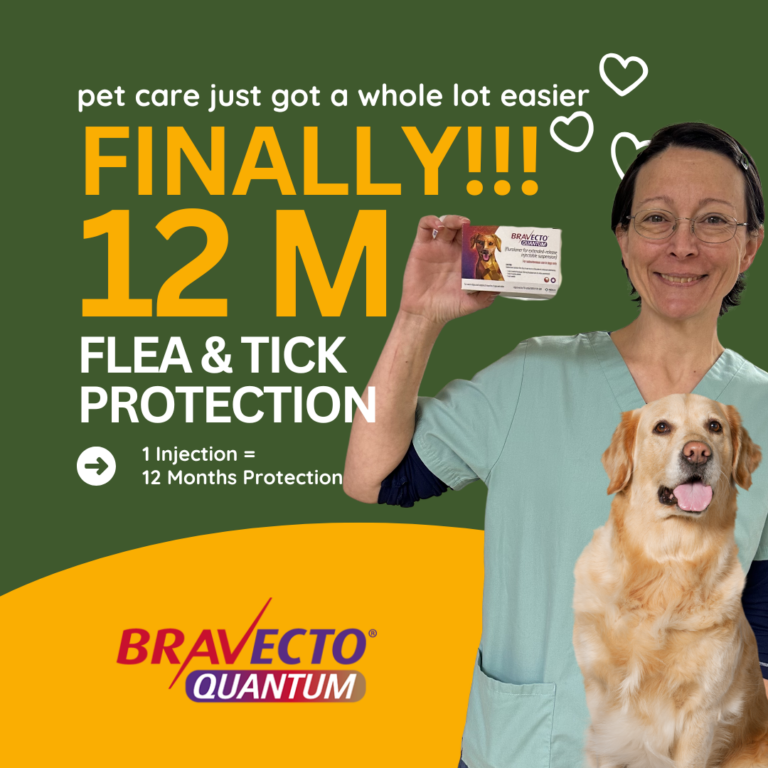 Bravecto Quantum: A New 12-Month Flea and Tick Protection Option for Dogs